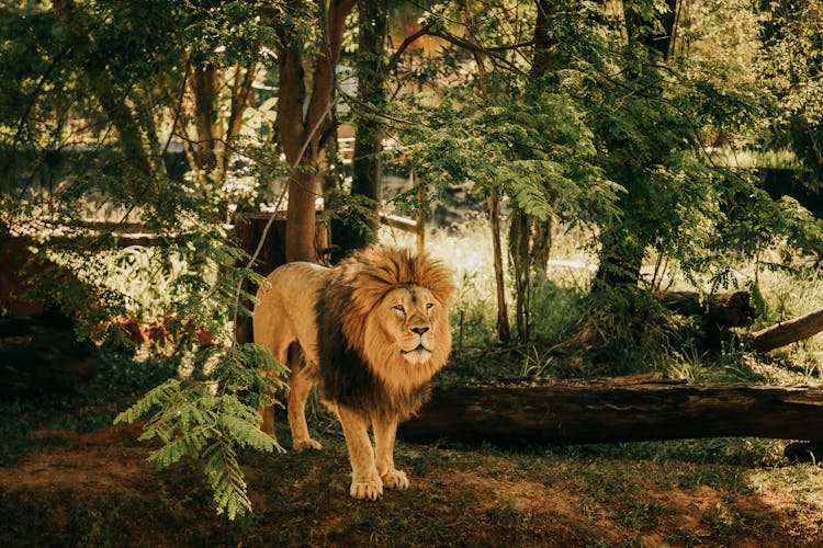 Lion Standing In Tree Shade