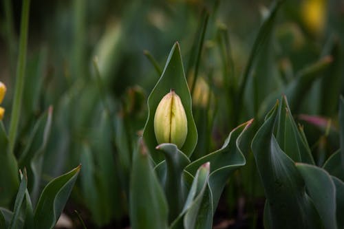 Budding Tulip in Garden