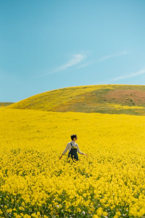Free A woman walking through a luminous rapeseed field under a clear blue sky, capturing the essence of spring. Stock Photo