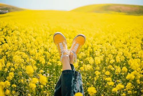 黄色い花畑に足を上げて横たわる人
