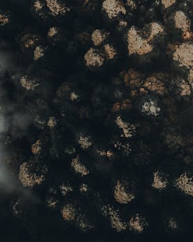 Drone-captured aerial view of the forest in El Zamorano, Mexico enveloped in mist.