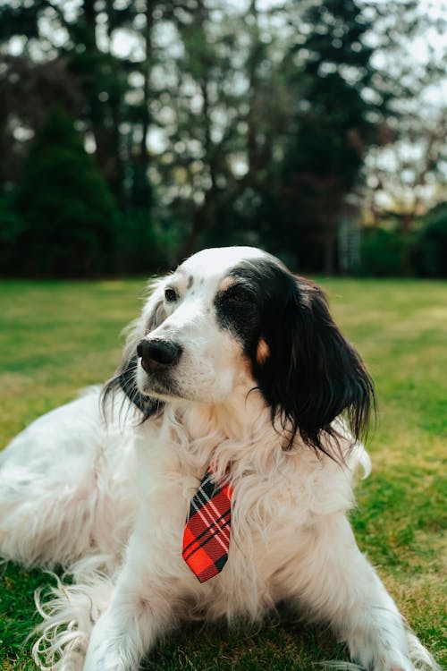 Close up of Dog with Tie