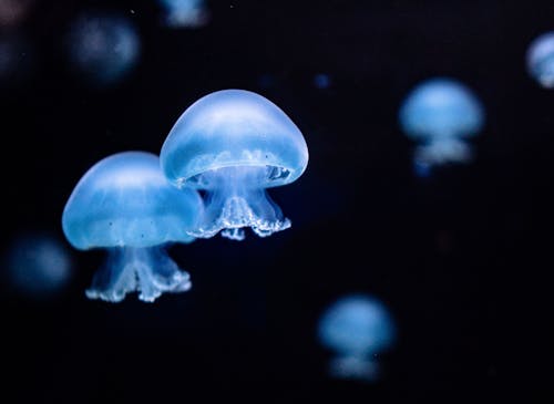Základová fotografie zdarma na téma detail, medúza, mořský život