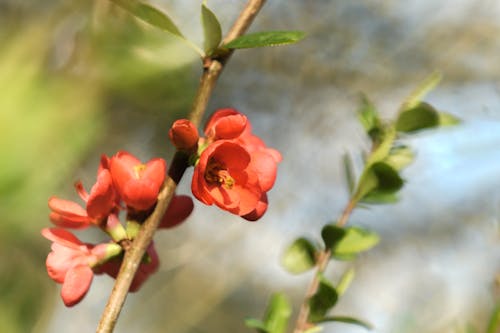 Close-up of Flowers on the Branch of a Japanese Quince