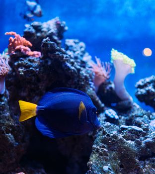 Captivating scene of vibrant tropical fish and colorful corals underwater in Veracruz, Mexico.