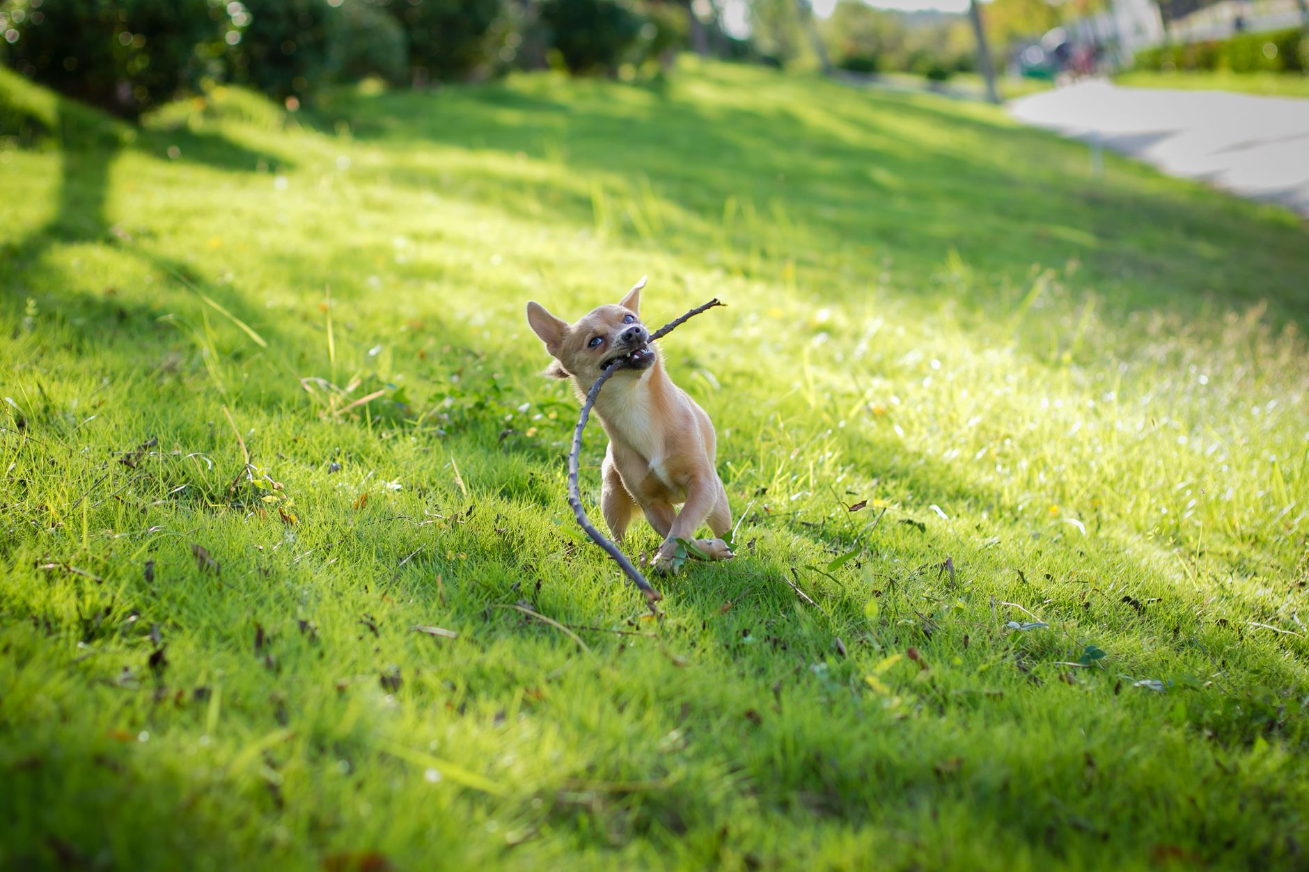 Energetic Chihuahua playing with a stick in a sunlit green park, showcasing fun pet moments.