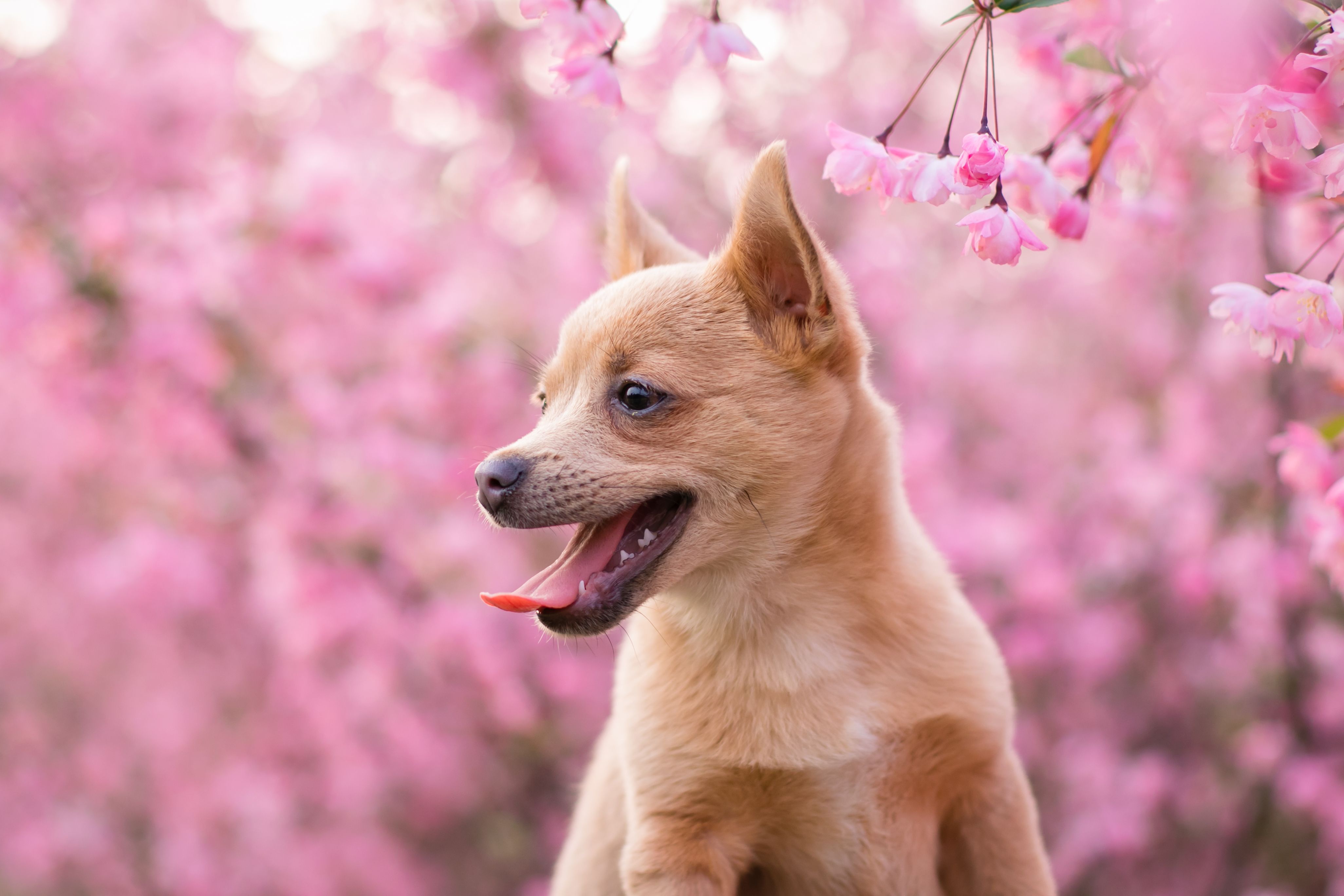 Spring Season Pet Safety Tips - WGN — Photo by 晶 朱 on Pexels