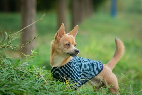 Free Adorable small dog wearing a striped shirt standing on green grass outdoors in a serene setting. Stock Photo
