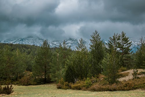 Rain Clouds over Forest