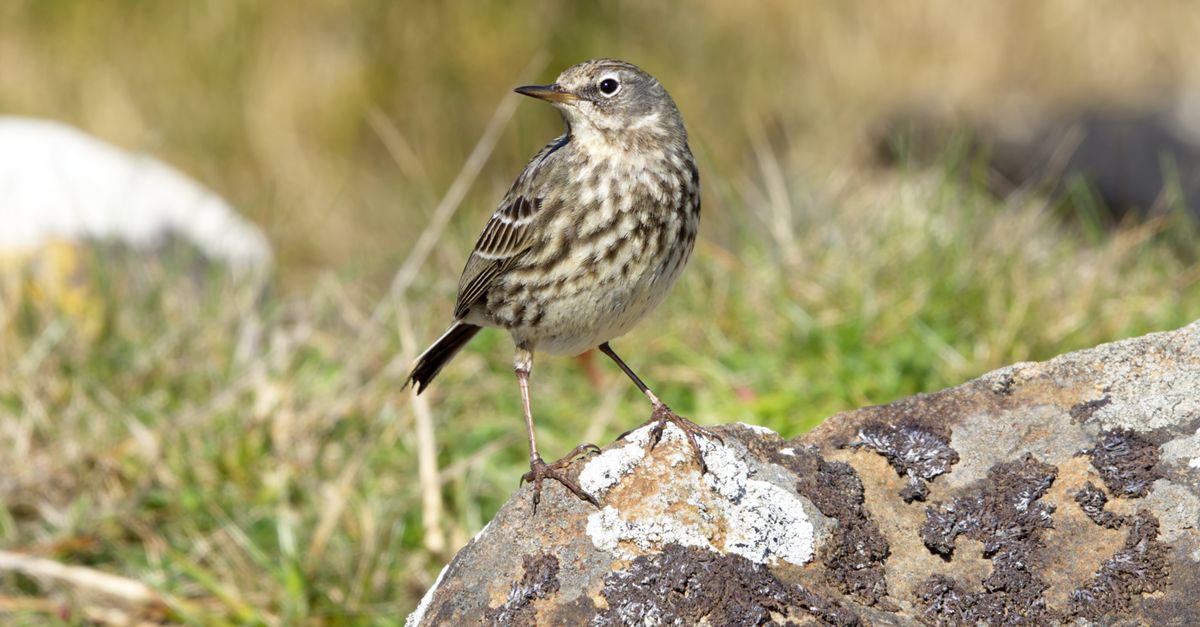 Close up Of A European Rock Pipit Standing On A Rock On A Meadow Free close-up-of-a-european-rock-pipit-standing-on-a-rock-on-a-meadow-free