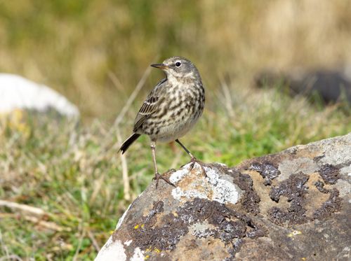 Free A detailed shot of a European Rock Pipit standing on a rock in a meadow. Stock Photo