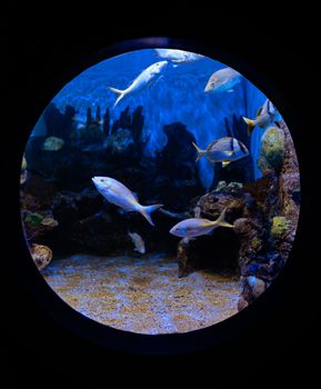 Captivating view of colorful fish swimming in a circular aquarium tank in Veracruz, Mexico.