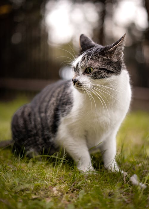 A Cat Outdoors in Grass 