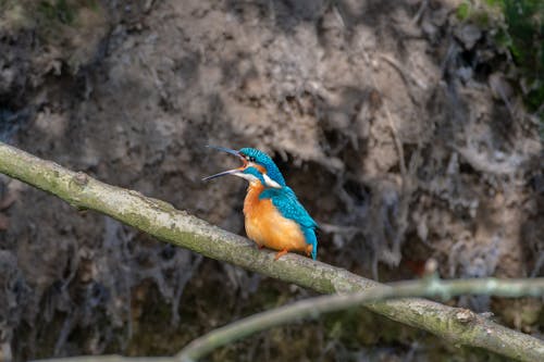 Kostenloses Stock Foto zu ast, baum, bird