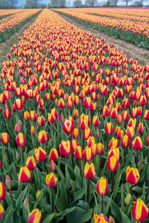 Free Vibrant rows of red and yellow tulips blooming in a rural field during spring. Stock Photo