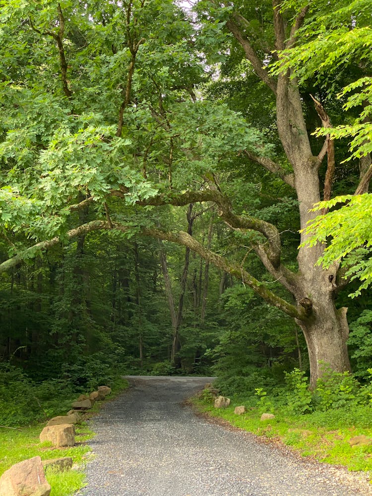 Road In A Green Lush Forest