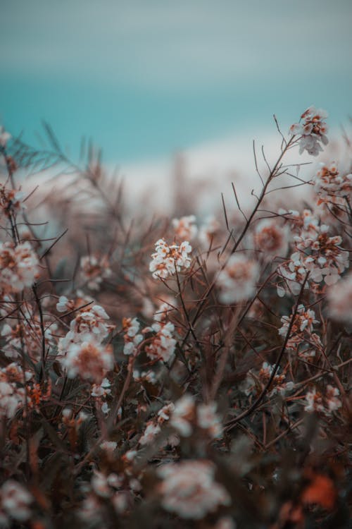 Beyaz çiçeklerin Yakın çekim Fotoğrafı