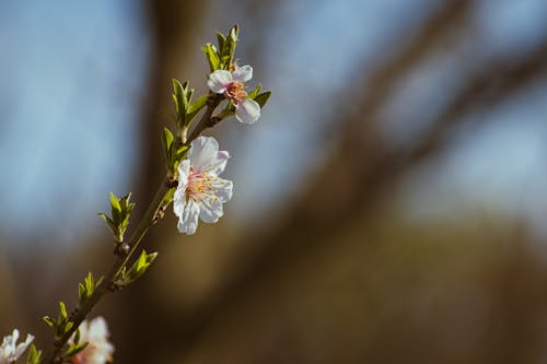 A small flower on a branch with a blurry background