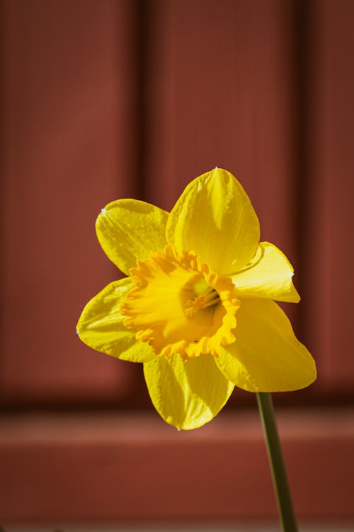 A yellow daffodil is shown in front of a red door