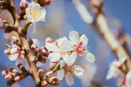 Free Beautiful almond flowers in full bloom on a sunny spring day, showcasing delicate petals. Stock Photo