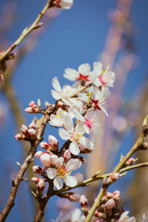 A close up of a flowering almond tree