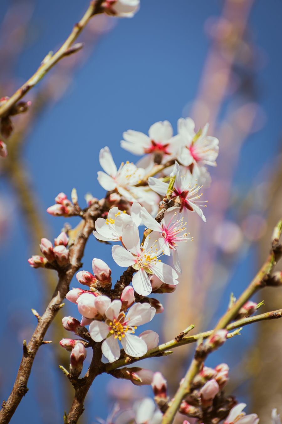 Almond tree blossoms in close-up, white petals against spring branches