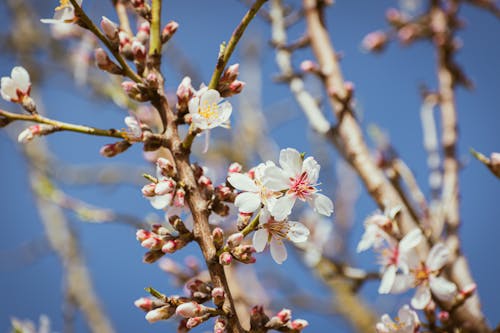 Almond tree with white flowers against a blue sky