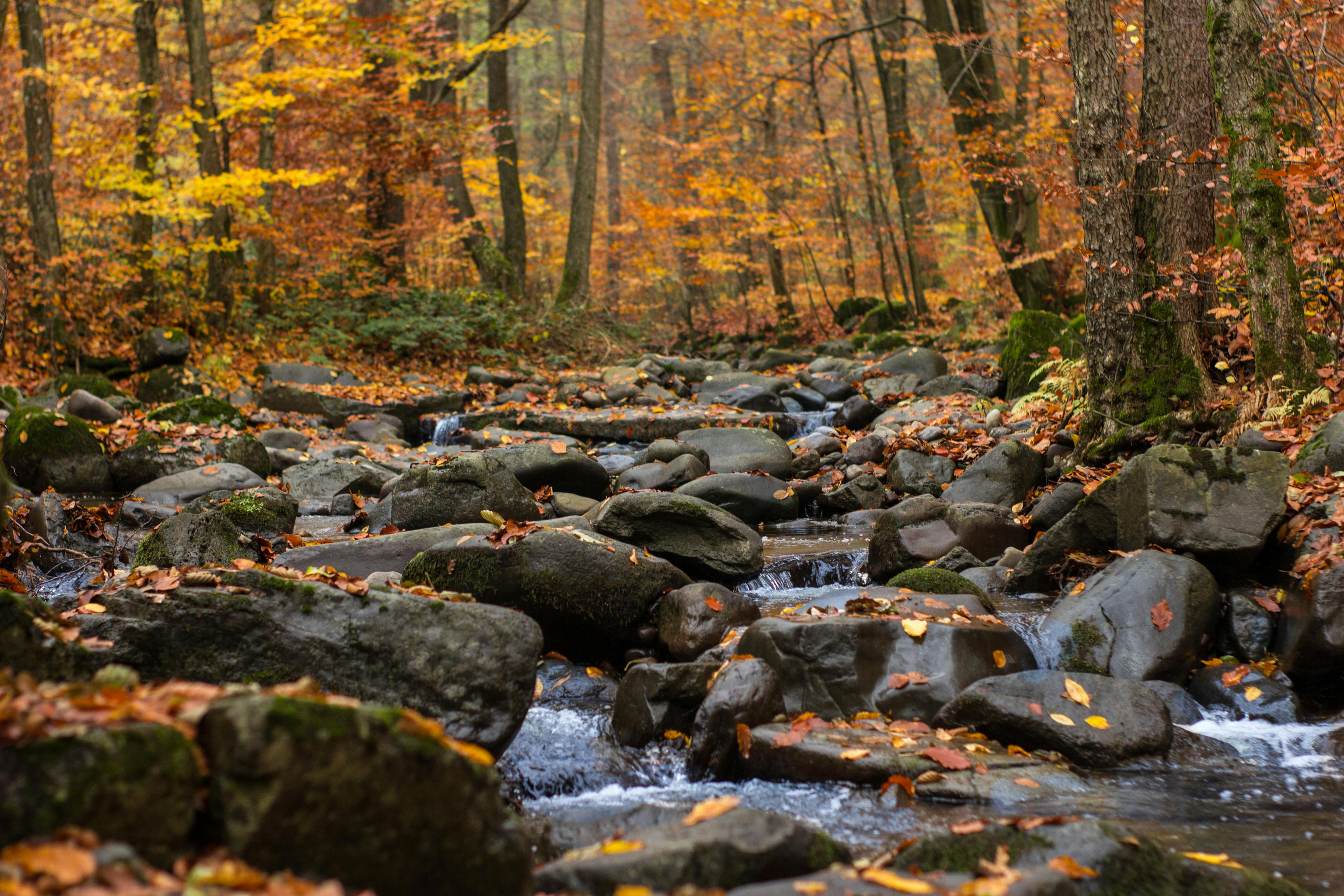 Free stock photo of Autumn river