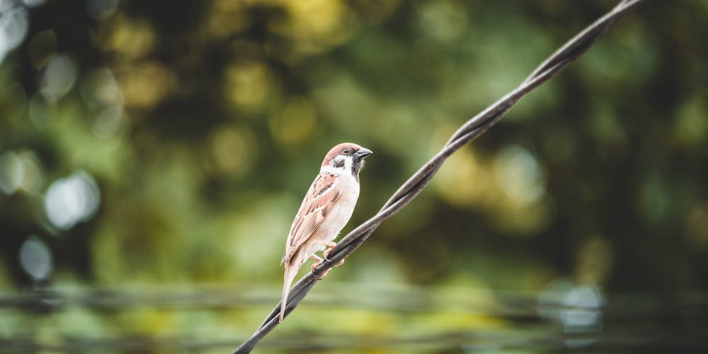 Khám Phá Thế Giới Trực Tuyến Với https//zik88.living/ - Cửa Ngõ Mới Đến Cuộc Sống Số Đầy Tiềm Năng