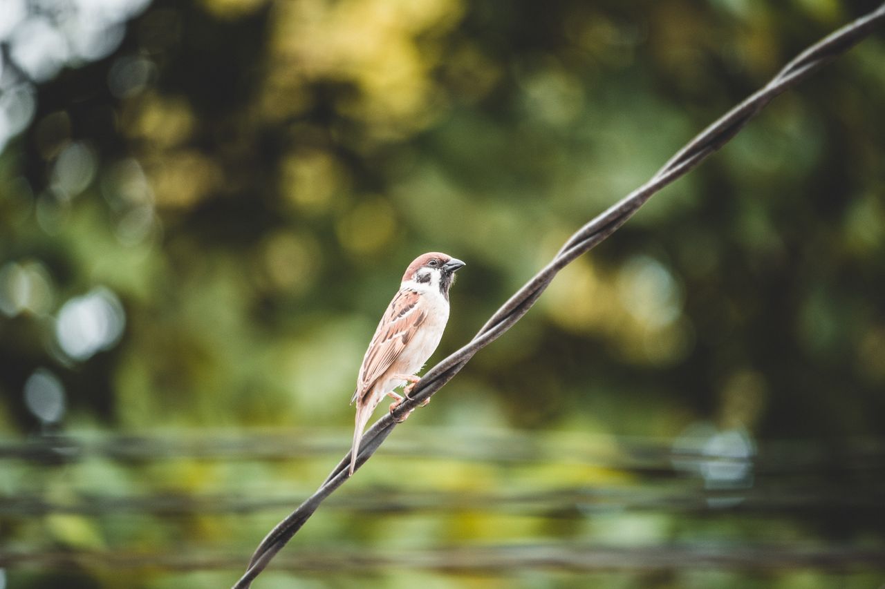 a detailed image of a sparrow perched on a wire against a blurred natu