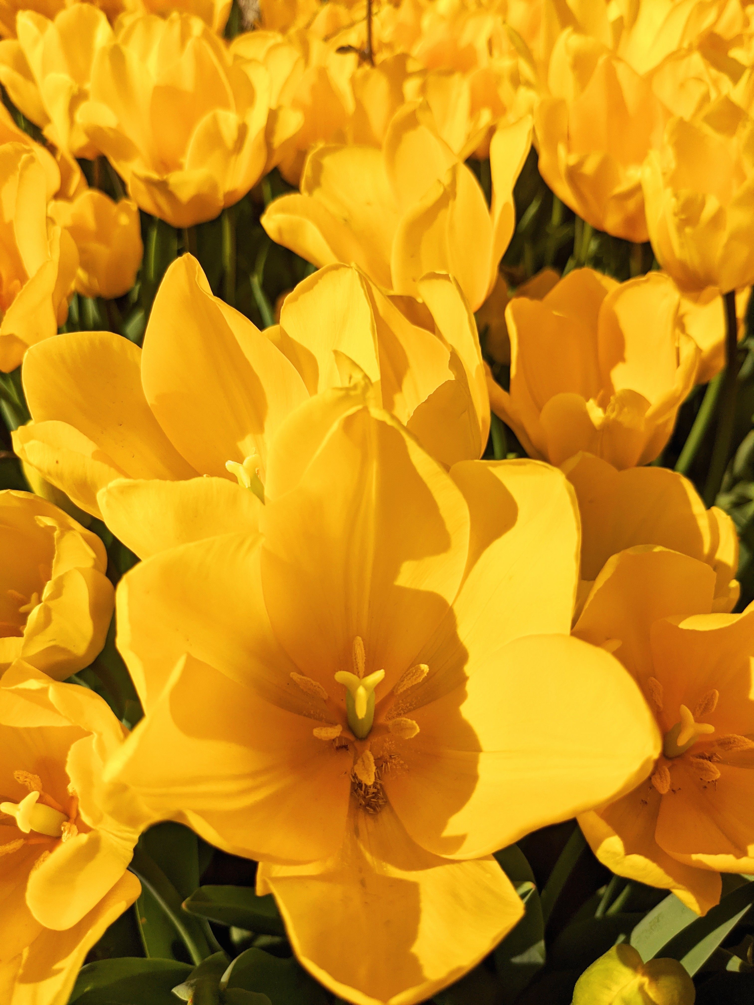 A close up of yellow tulips in a field · Free Stock Photo