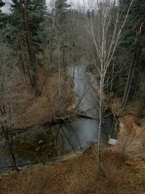 Drone Shot of a River in the Forest in Autumn 