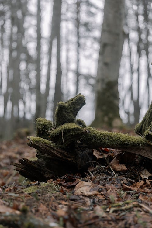 Photo of a Tree Trunk Covered with Moss