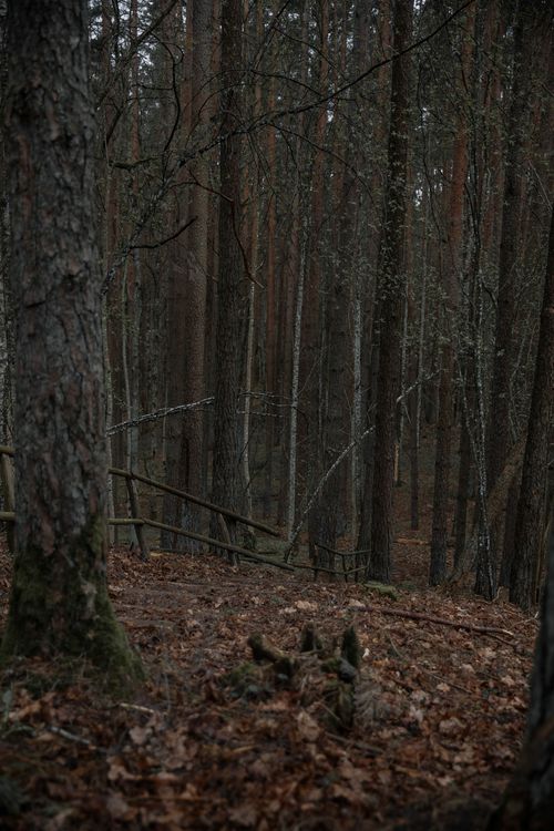 Free Serene autumn forest with railings among tall trees and fallen leaves. Stock Photo