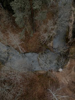 Drone shot capturing the serene beauty of Tērvete Forest, Latvia in autumn.