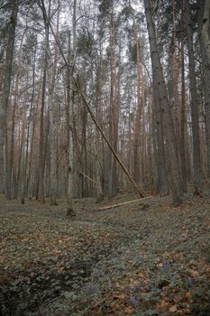 Discover the tranquility of a dense autumn forest with tall pines and a carpet of fallen leaves.