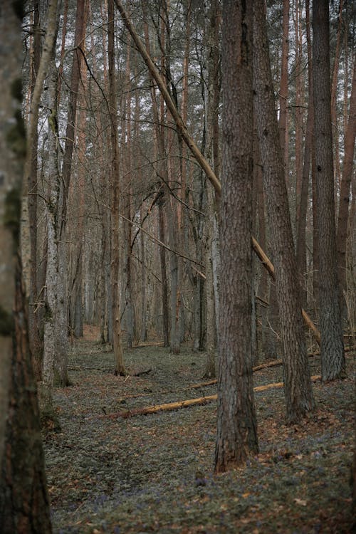 Photos gratuites de arbres, automne, bois