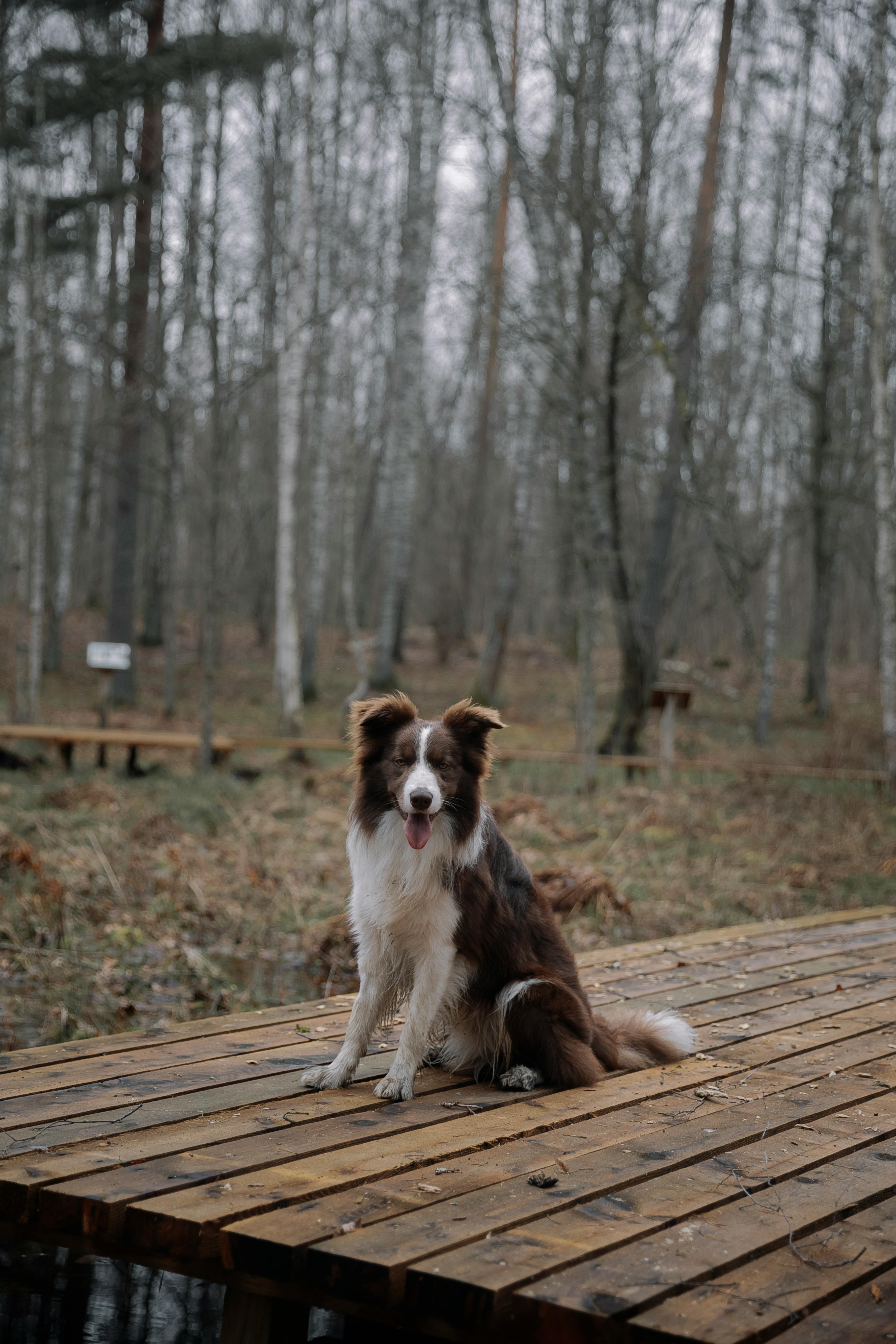 photography border collie tumblr