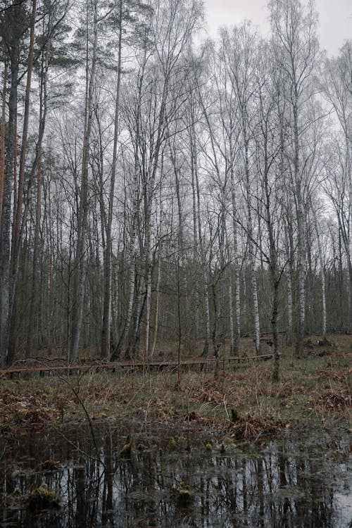 A Marsh in a Forest in Autumn 