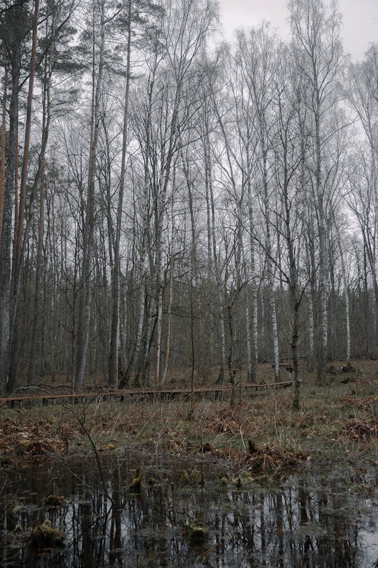 A Marsh In A Forest In Autumn 