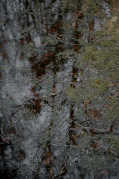 Subtle reflections on water with moss and raindrops creating a serene natural scene.
