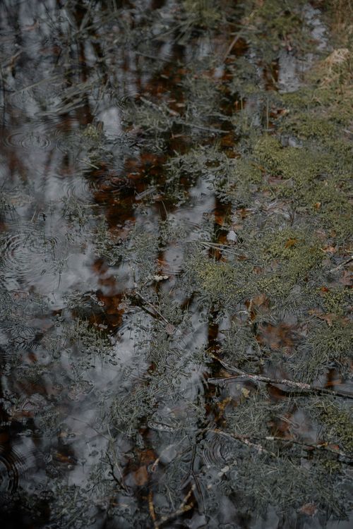 Free Subtle reflections on water with moss and raindrops creating a serene natural scene. Stock Photo