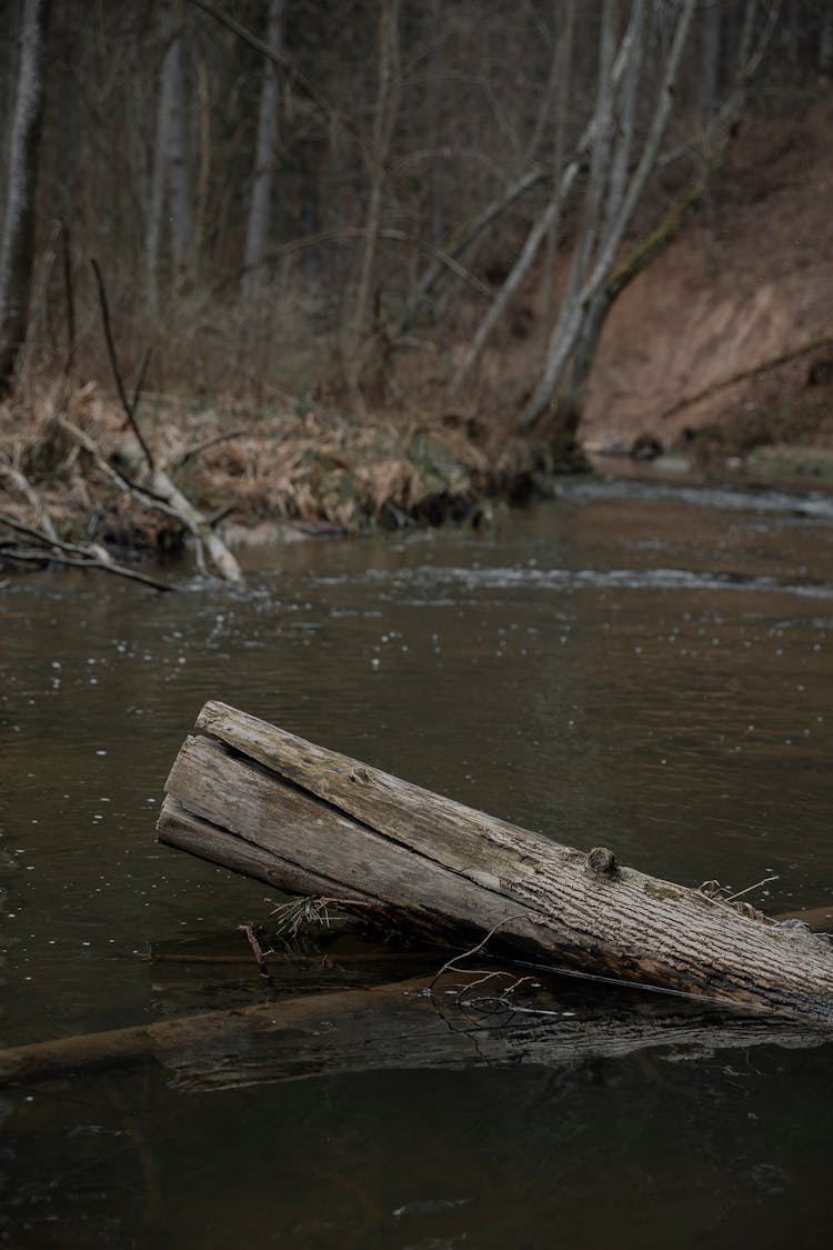 Photo Of A Tree Log In A Forest Creek