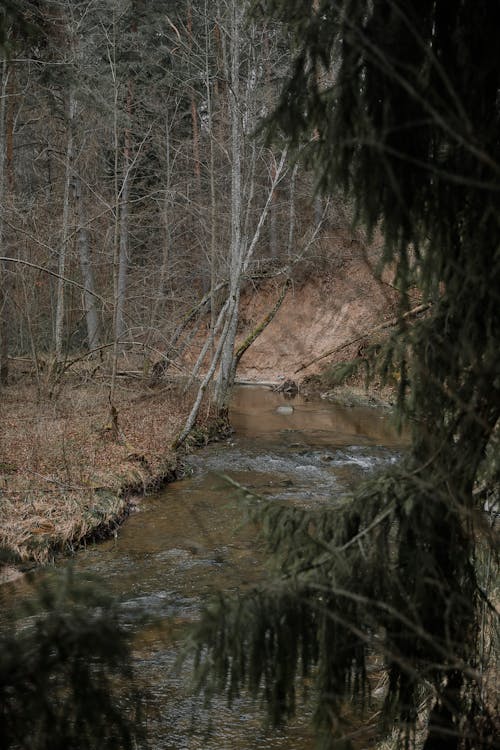 Imagine de stoc gratuită din apă curgătoare, arbori, cădere