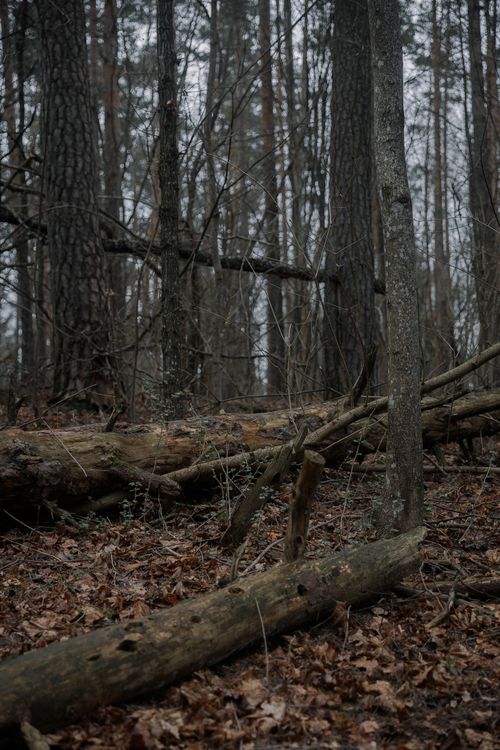 Free Peaceful forest scene with fallen logs among tall trees, capturing the essence of nature's tranquility. Stock Photo