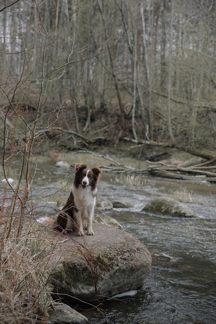 Dog Near River In Forest