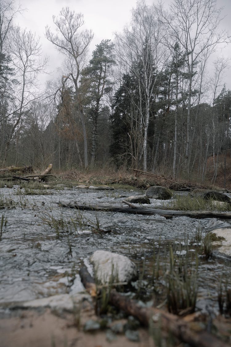 Photo Of A Creek And Leafless Trees