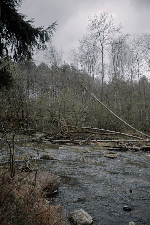 Photo of a River in the Forest