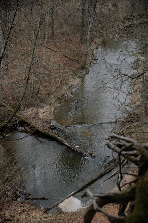 Photo of a Stream in an Autumn Forest