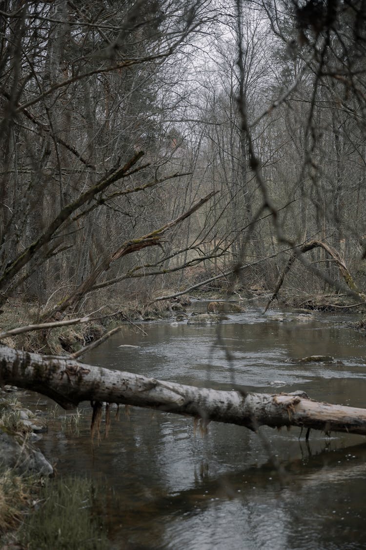 Photo Of A Fallen Tree Over A Forest Creek